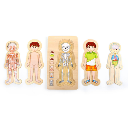 Schichtenpuzzle "Anatomie Junge" aus Holz von Small Foot